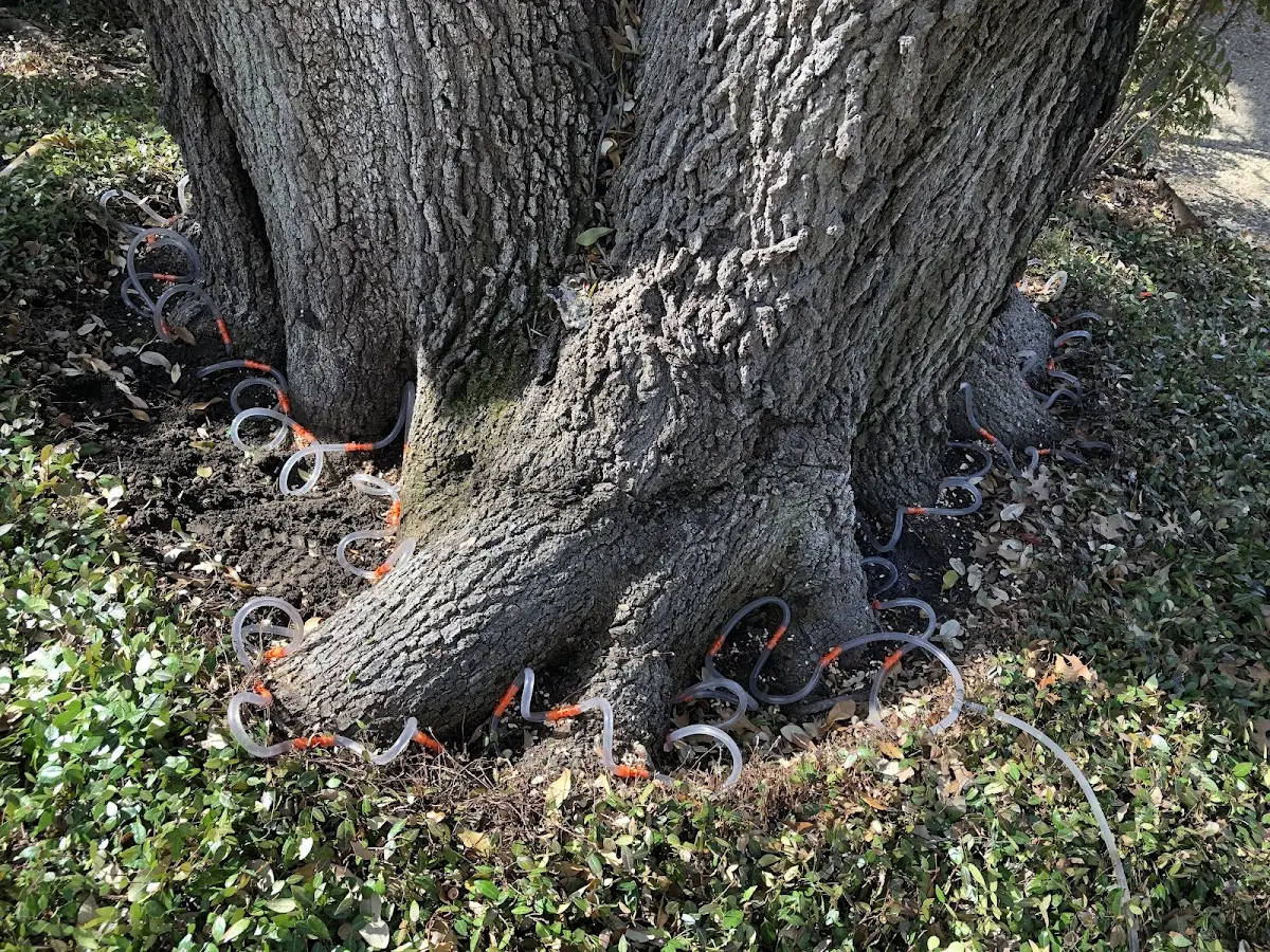 Detailed Tree Cabling and Bracing job site in Mankato